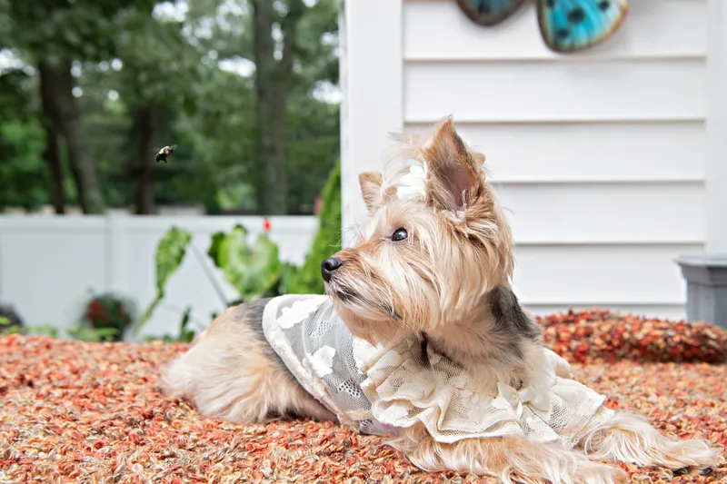 Color photo of a Yorkshire Terrier in a cute outfit in front of Christmas props. The photo was taken by Laura of Laura Pea Photography, a Long Island based pet photographer.