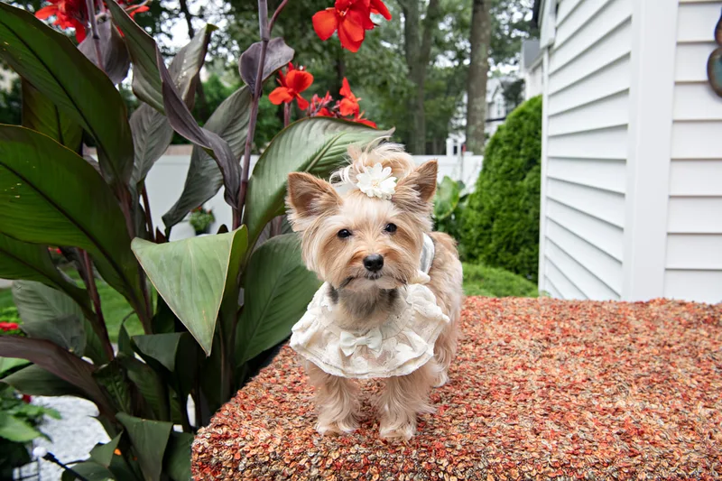 Color photo of a Yorkshire Terrier in a cute outfit in front of Christmas props. The photo was taken by Laura of Laura Pea Photography, a Long Island based pet photographer.