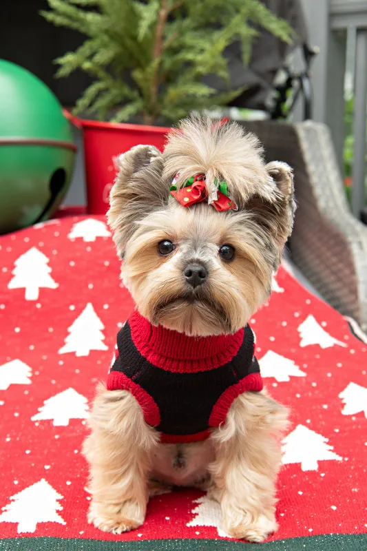 Color photo of a Yorkshire Terrier in a cute outfit in front of Christmas props. The photo was taken by Laura of Laura Pea Photography, a Long Island based pet photographer.