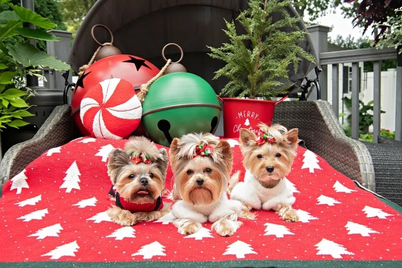 Color photo of Yorkshire Terriers in cute outfits in front of Christmas props. The photo was taken by Laura of Laura Pea Photography, a Long Island based pet photographer.