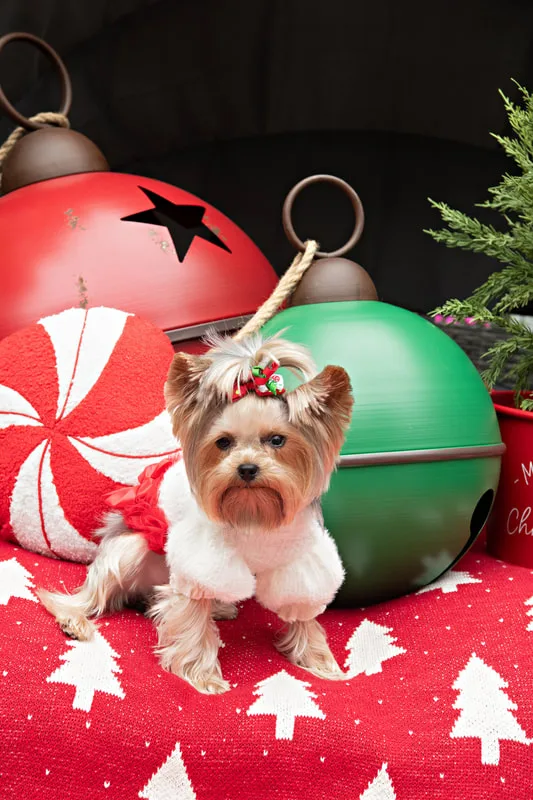 Color photo of a Yorkshire Terrier in a cute outfit in front of Christmas props. The photo was taken by Laura of Laura Pea Photography, a Long Island based pet photographer.