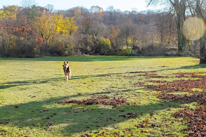 Color photo of an Airedale Terrier dog running outside on a lawn.