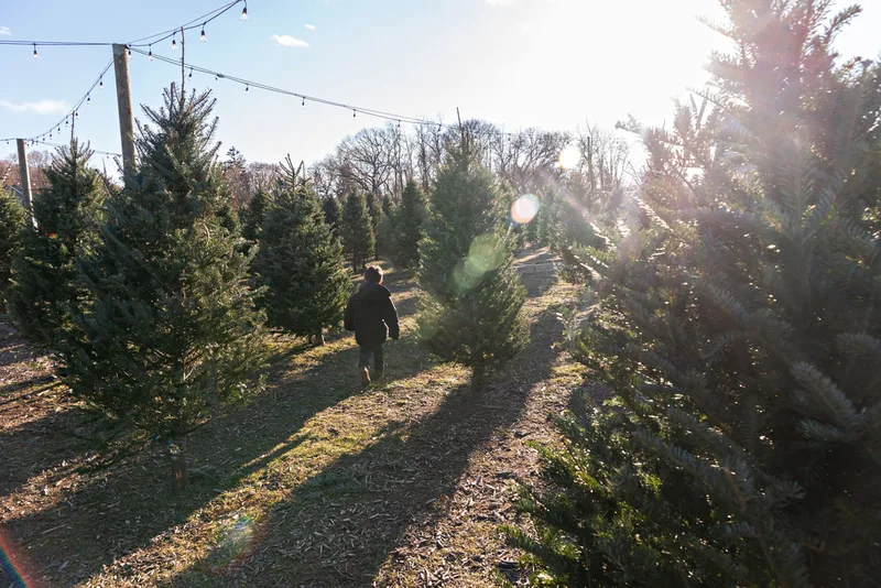 photo of a toddler boy running through a Christmas tree farm