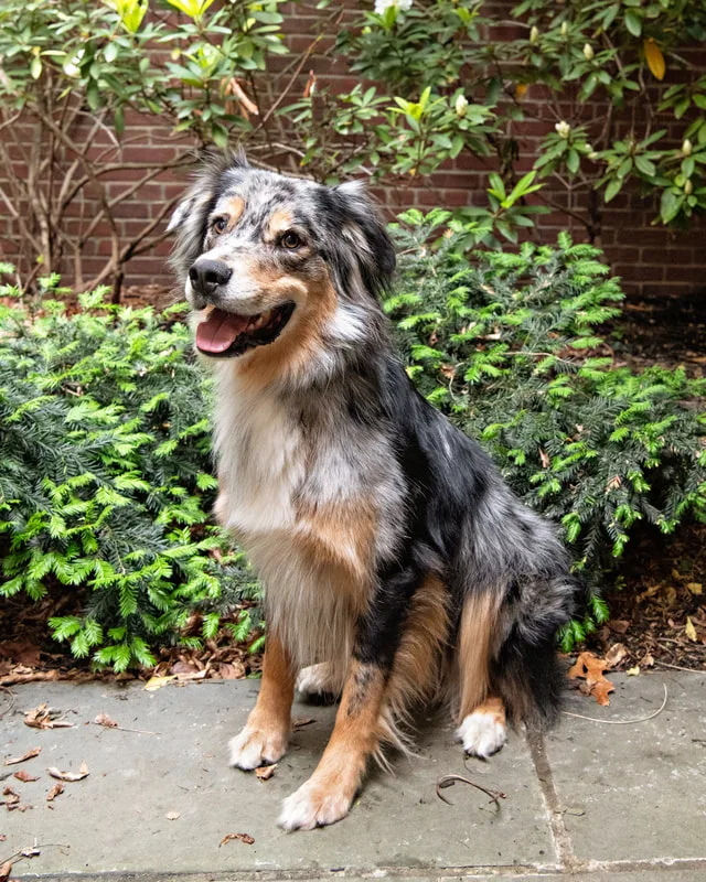 Color photo of an Australian Shepherd dog in a courtyard. The photo was taken at the Middle Country Public Library by Laura Pea Photography, a Long Island pet photographer. 