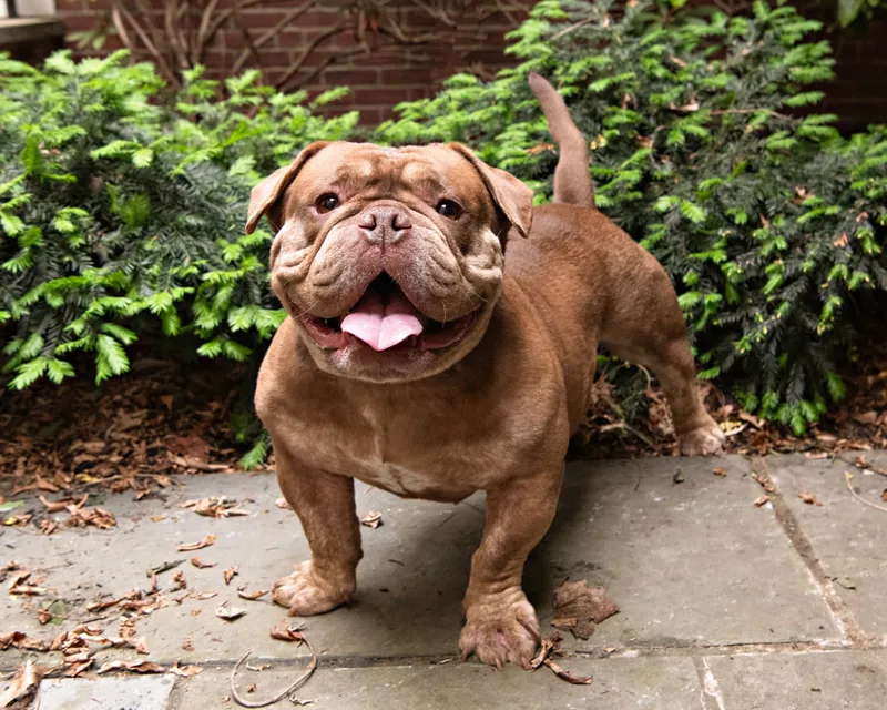 Color photo of a bulldog in a courtyard. The photo was taken at the Middle Country Public Library by Laura Pea Photography, a Long Island pet photographer. 