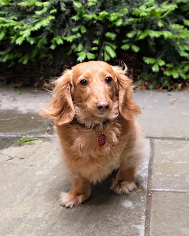 Color photo of a dachshund dog in a courtyard. The photo was taken at the Middle Country Public Library by Laura Pea Photography, a Long Island pet photographer. 