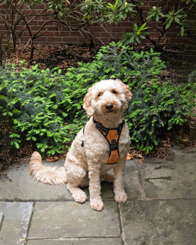 Color photo of a doodle dog in a courtyard. The photo was taken at the Middle Country Public Library by Laura Pea Photography, a Long Island pet photographer. 