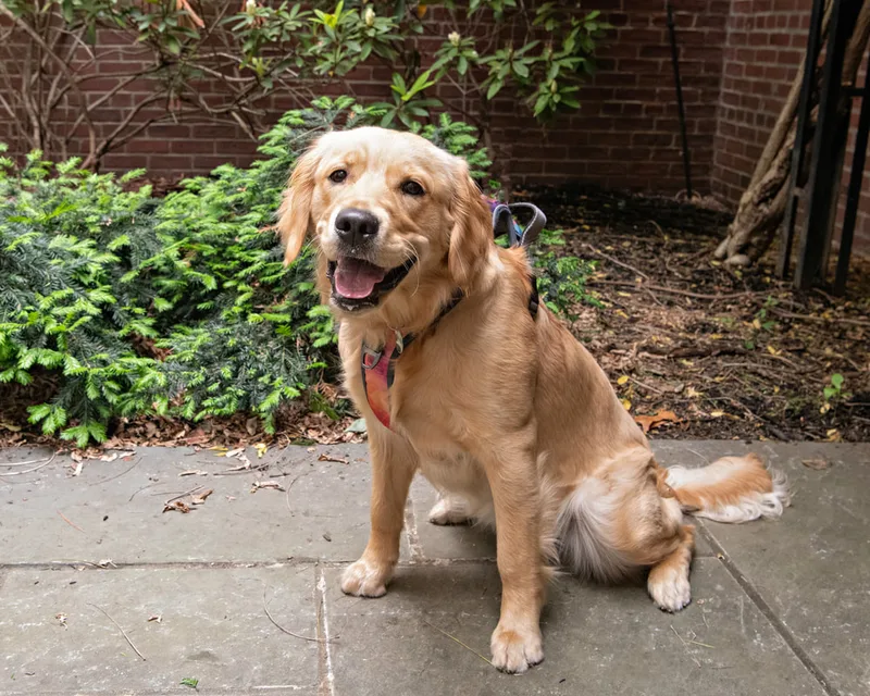 Color photo of a golden retriever dog in a courtyard. The photo was taken at the Middle Country Public Library by Laura Pea Photography, a Long Island pet photographer. 