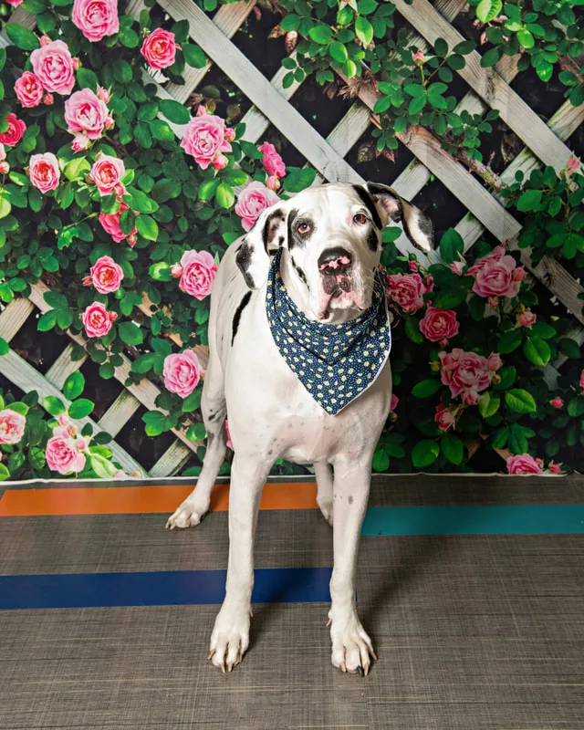 Color photo of a great dane dog against a flower background. The photo was taken at the Middle Country Public Library by Laura Pea Photography, a Long Island pet photographer. 