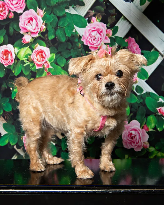 Color photo of a poodle mix dog against a flower background. The photo was taken at the Middle Country Public Library by Laura Pea Photography, a Long Island pet photographer. 