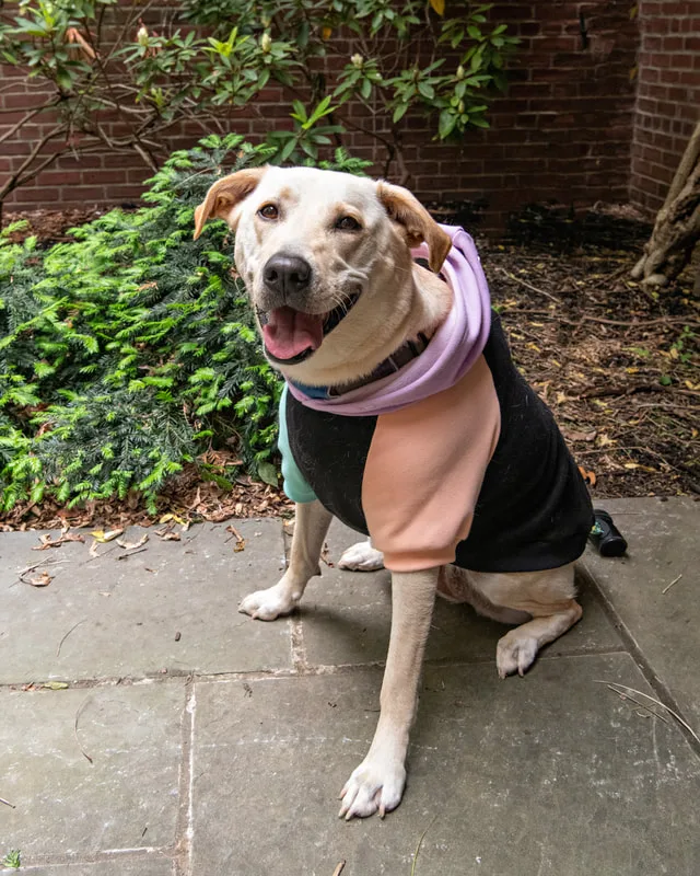 Color photo of a yellow lab dog in a courtyard. The photo was taken at the Middle Country Public Library by Laura Pea Photography, a Long Island pet photographer. 