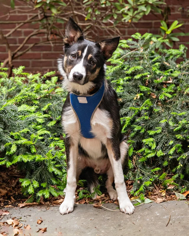 Color photo of a mixed breed dog in a courtyard. The photo was taken at the Middle Country Public Library by Laura Pea Photography, a Long Island pet photographer. 