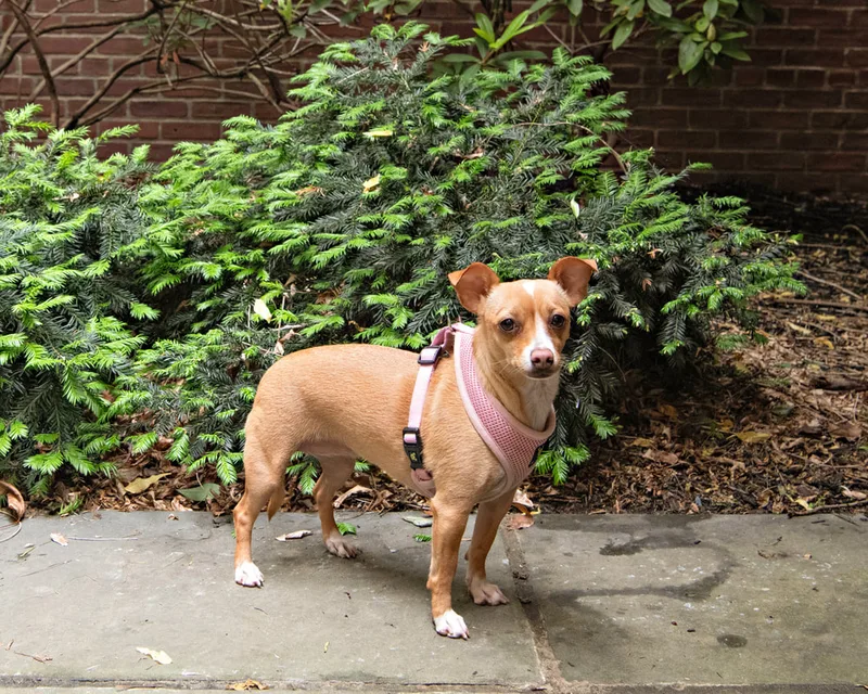 Color photo of a mixed breed dog in a courtyard. The photo was taken at the Middle Country Public Library by Laura Pea Photography, a Long Island pet photographer. 