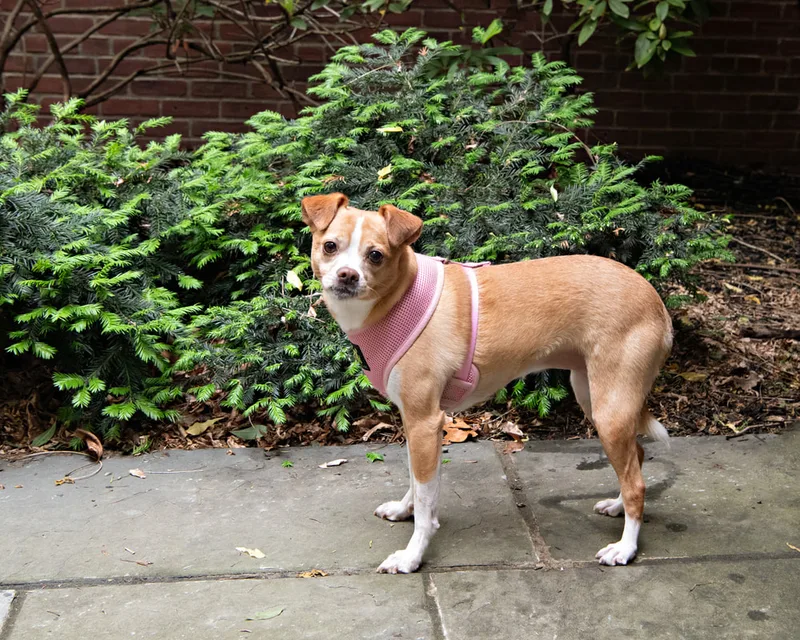Color photo of a mixed breed dog in a courtyard. The photo was taken at the Middle Country Public Library by Laura Pea Photography, a Long Island pet photographer. 