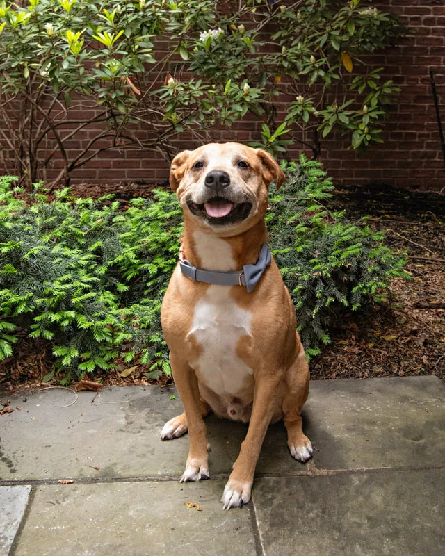 Color photo of a mixed breed dog in a courtyard. The photo was taken at the Middle Country Public Library by Laura Pea Photography, a Long Island pet photographer. 