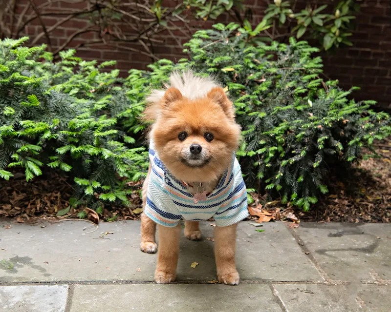Color photo of a pomeranian dog in a courtyard. The photo was taken at the Middle Country Public Library by Laura Pea Photography, a Long Island pet photographer. 