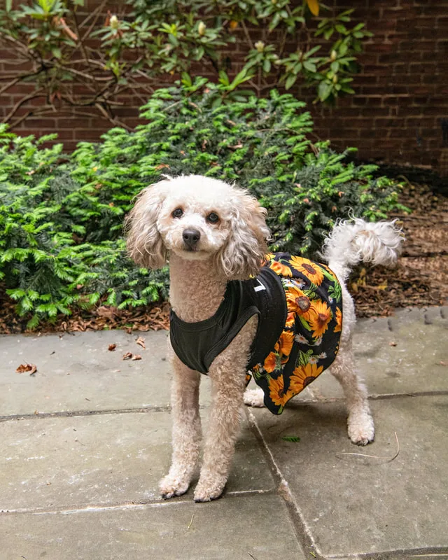 Color photo of a poodle dog in a courtyard. The photo was taken at the Middle Country Public Library by Laura Pea Photography, a Long Island pet photographer. 
