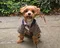carousel chooser