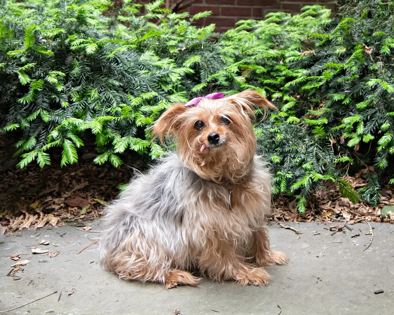 Color photo of a yorkie dog in a courtyard. The photo was taken at the Middle Country Public Library by Laura Pea Photography, a Long Island pet photographer. 