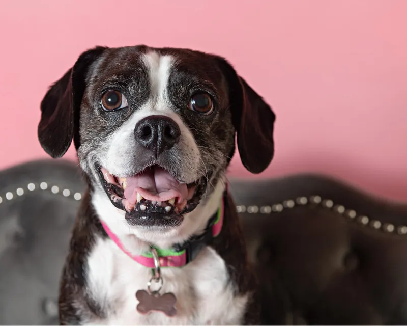 Color photo of a Boston Terrier Beagle Mix Dog in front of a pink paper backdrop. The photo was taken by Laura Paesano of Laura Pea Photography, a Long Island based pet photographer. 