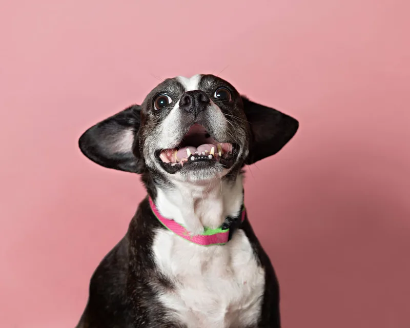  Color photo of a Boston Terrier Beagle Mix Dog in front of a pink paper backdrop. The photo was taken by Laura Paesano of Laura Pea Photography, a Long Island based pet photographer. 