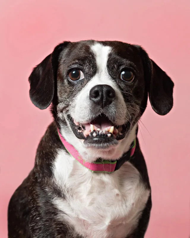 Color photo of a Boston Terrier Beagle Mix Dog in front of a pink paper backdrop. The photo was taken by Laura Paesano of Laura Pea Photography, a Long Island based pet photographer. 