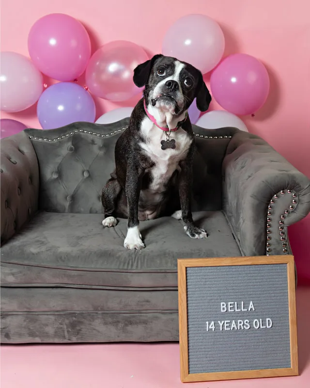 Color photo of a Boston Terrier Beagle Mix Dog in front of a pink paper backdrop with pink and purple balloons. The photo was taken by Laura Paesano of Laura Pea Photography, a Long Island based pet photographer. 