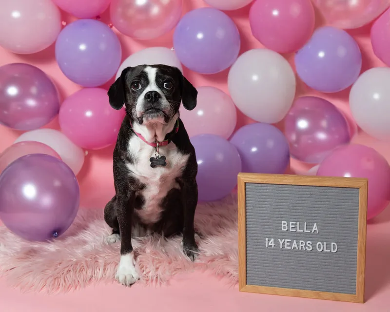 Color photo of a Boston Terrier Beagle Mix Dog in front of a pink paper backdrop with pink and purple balloons. The photo was taken by Laura Paesano of Laura Pea Photography, a Long Island based pet photographer. 