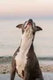 carousel chooser