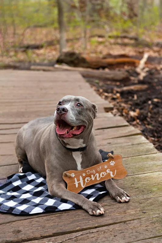 A color photo of a pit bull dog wearing a wooden wedding sign around her neck