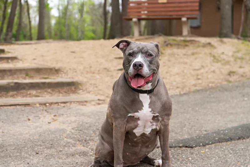 A color photo of a pit bull with a wide smile on her face