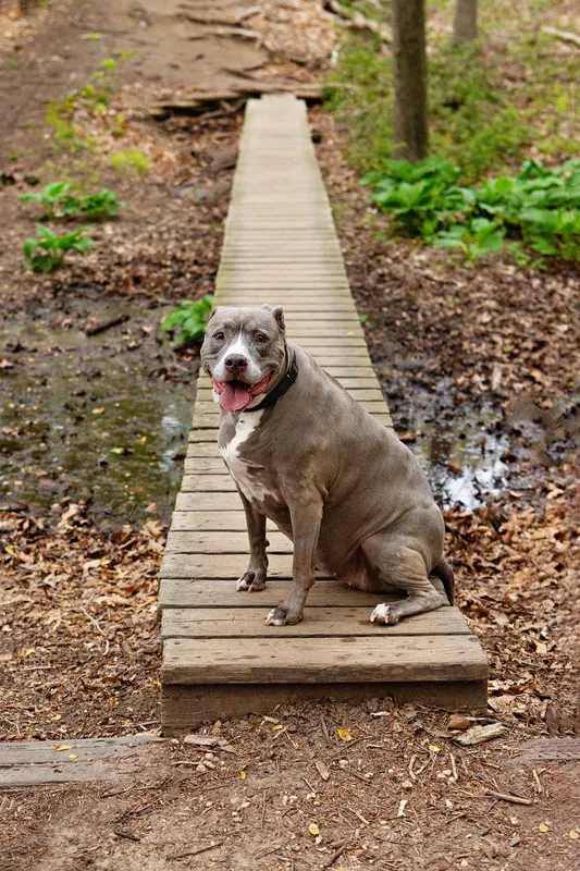 A color photo of a pit bull sitting on a trail bridge in the middle of a forest