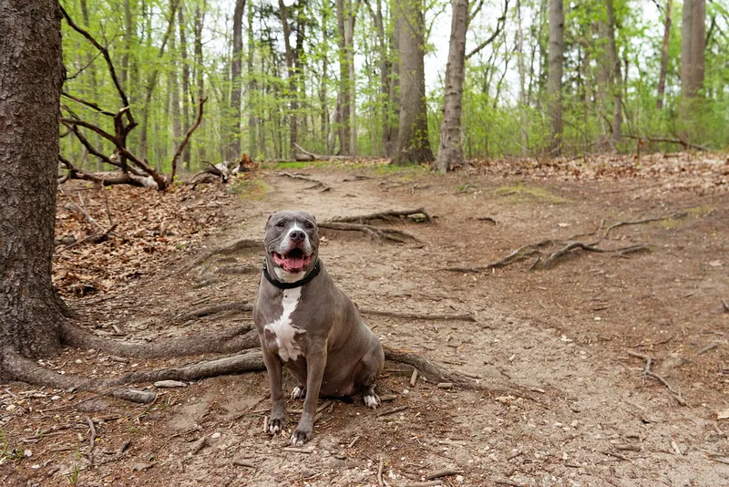 A color photo of a pit bull sitting in a clearing in the middle of a forest