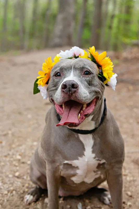 A color photo of a pit bull dog wearing a flower crown on her head