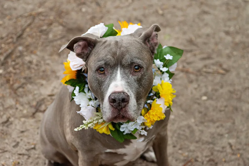A color photo of a pit bull dog wearing a flower crown on her neck