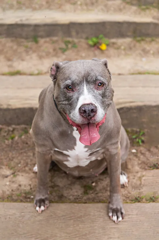 A color photo of a pit bull looking up while sitting on some steps