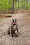 carousel chooser