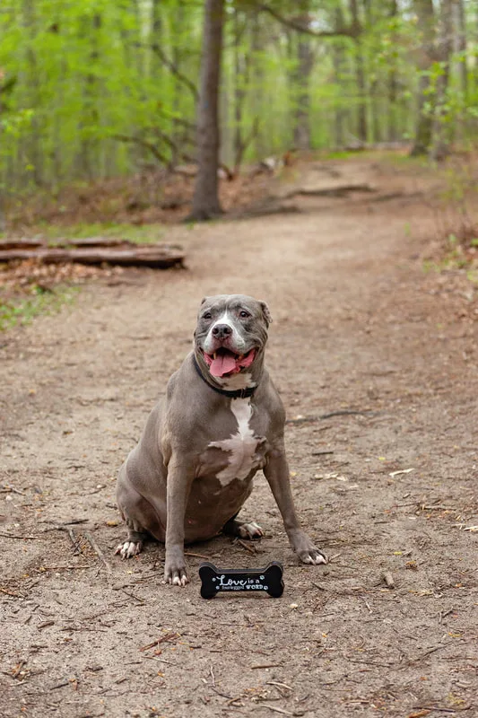A color photo of a pit bull sitting in  front of a wooden sign that reads "love is a four-legged word"