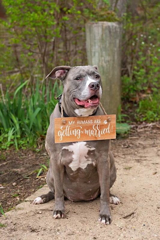 A color photo of a pit bull dog wearing a wooden wedding sign around her neck