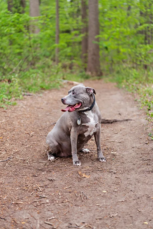 A color photo of a pit bull looking to the side in the middle of a trail in a forest