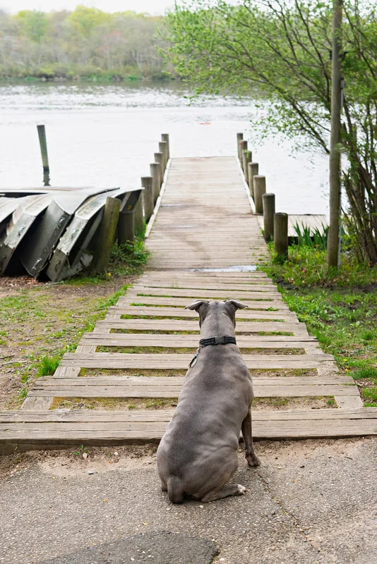 A color photo of a pit bull sitting on steps in front of a dock on a pond looking out at the water from behind