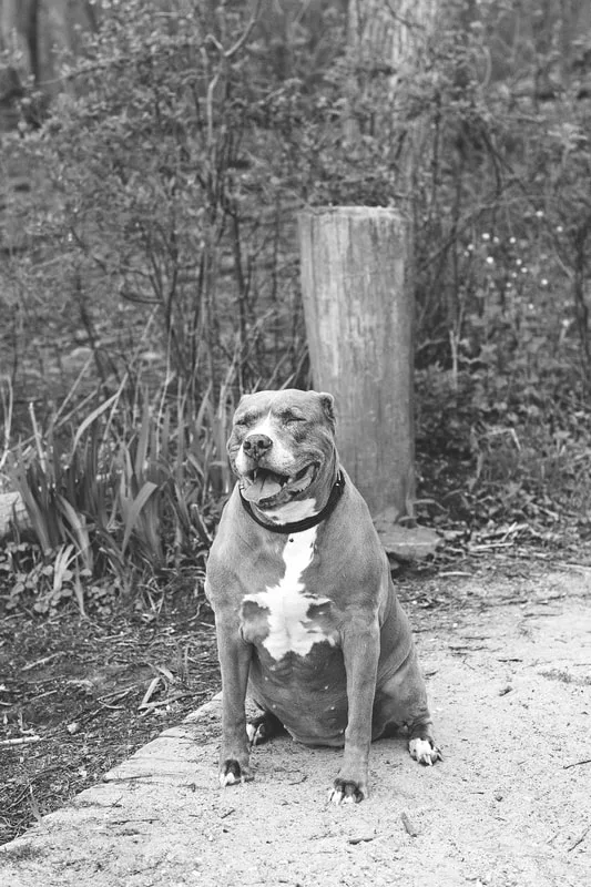 A black and white photo of a pit bull standing with her eyes closed in a park