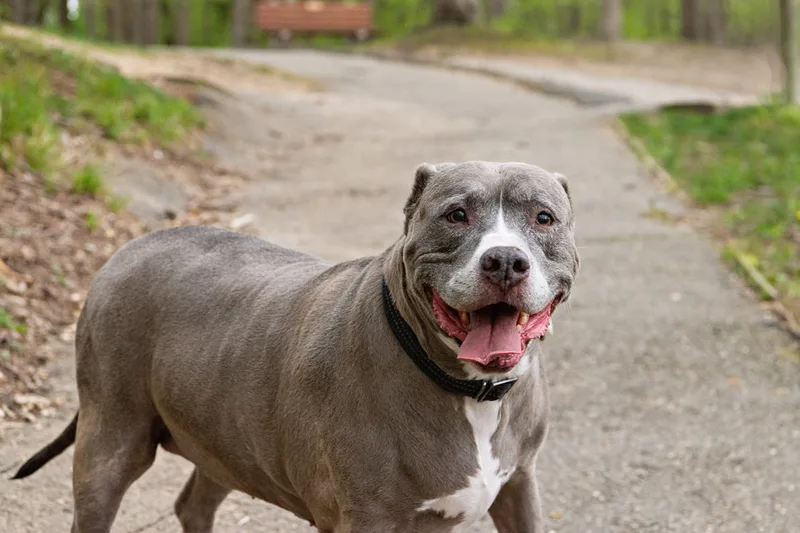 A color photo of a pit bull with a wide smile on her face