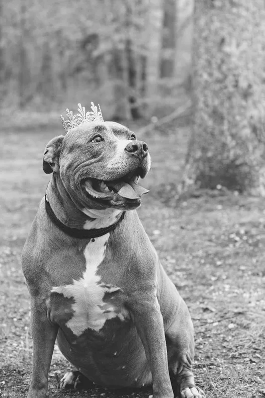 A black and white photo of a pit bull dog wearing a crown on her head
