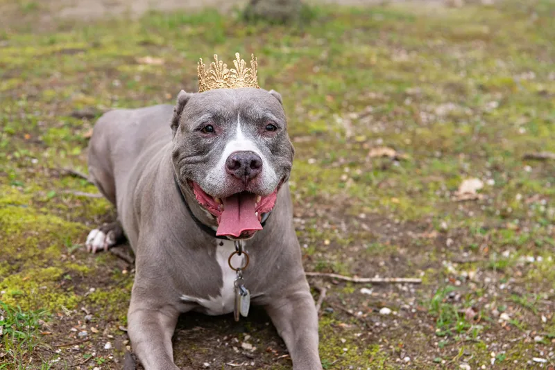 A color photo of a pit bull dog wearing a gold crown on her head