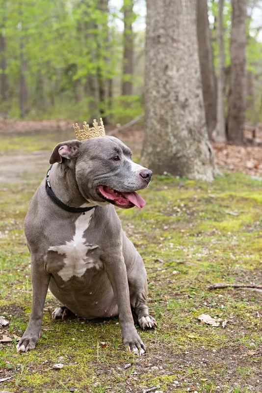 A color photo of a pit bull dog wearing a gold crown on her head