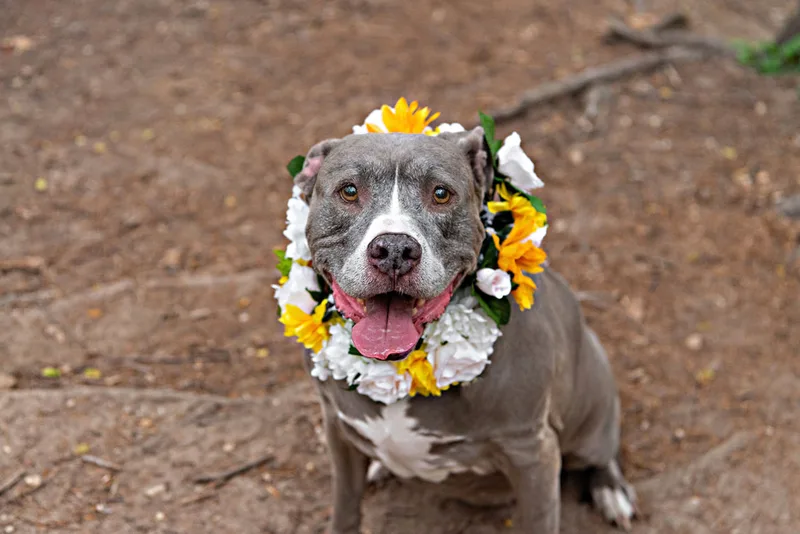 A color photo of a pit bull dog wearing a flower crown on her neck