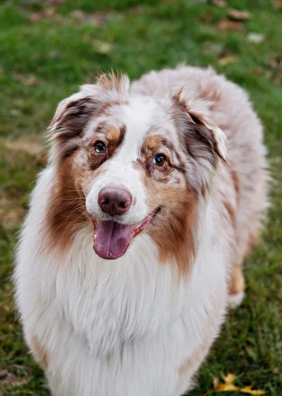 Photo of a red merle Australian shepherd dog looking up at the camera with a grin on his face. He is standing in his yard.