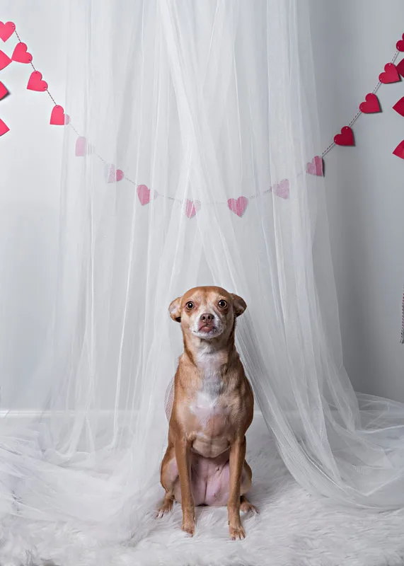 A copper brown and white Chihuahua mix dog standing in a photo studio against a white tulle background and a heart banner