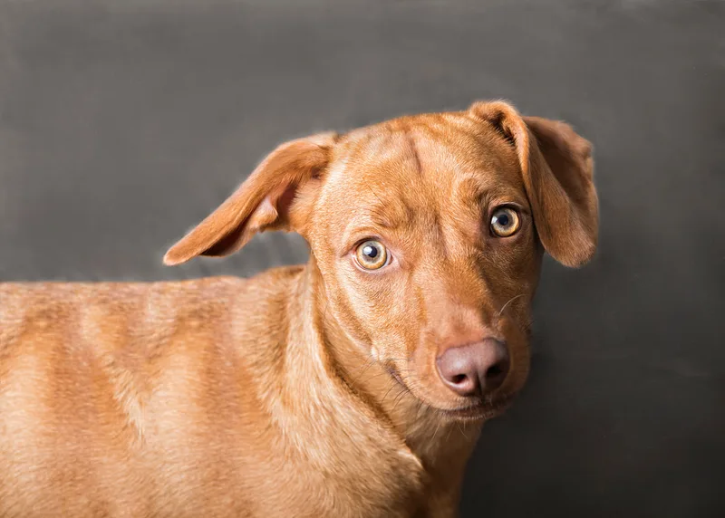 photo of a copper colored dachshund pit bull mix dog standing in front of a dark grey paper background in a photo studio looking at the camera